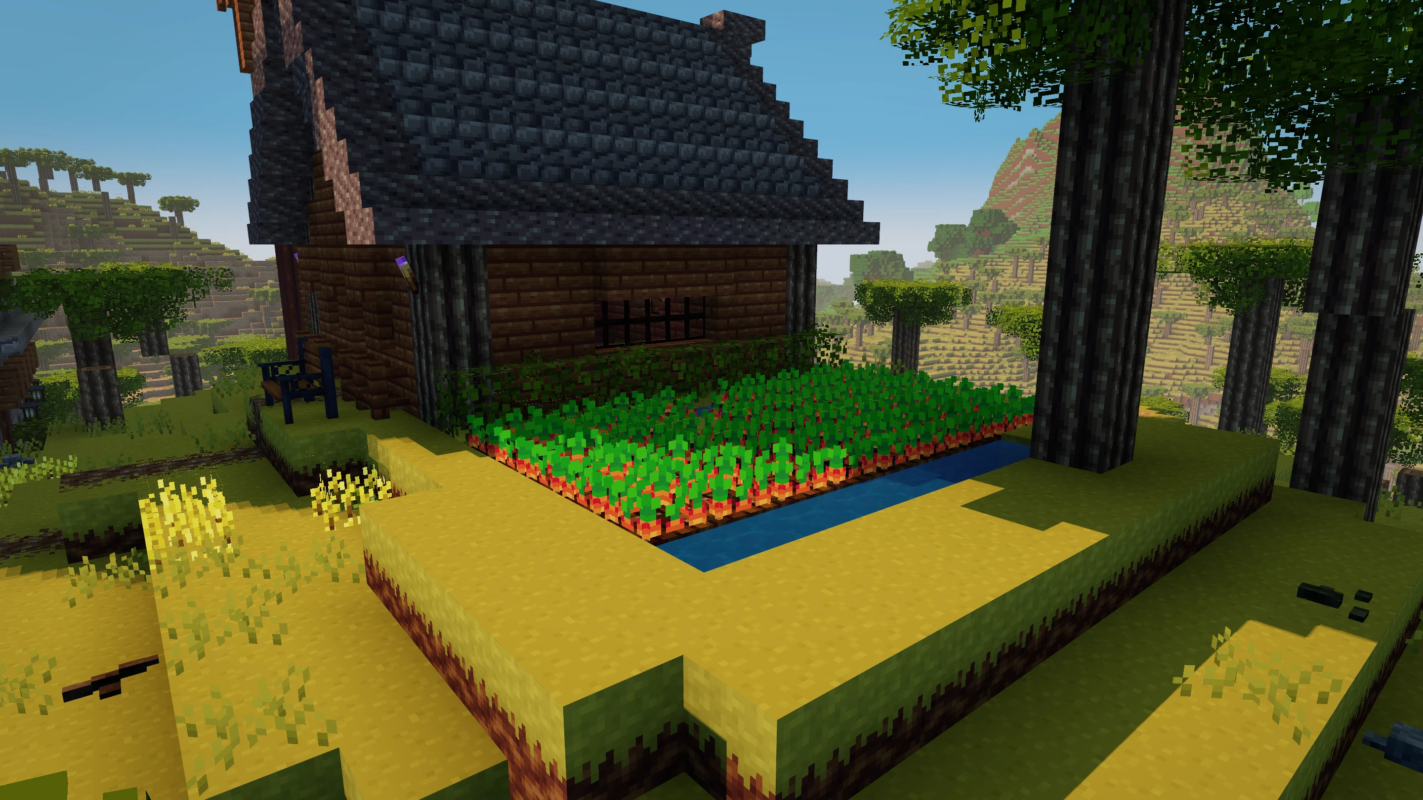 An irrigated carrot garden beside a timber house and acacia trees