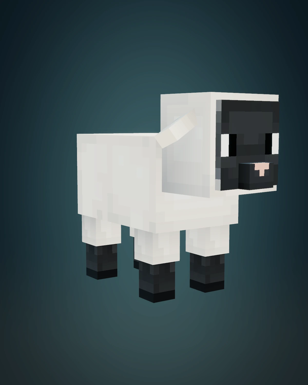 The little Petramond lamb with white fleece, a pink nose, and tiny dark hooves