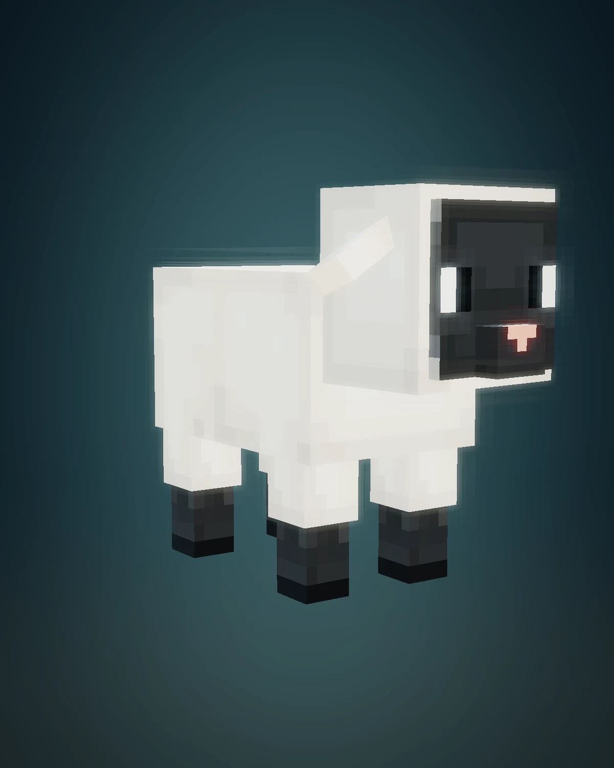The little Petramond lamb with white fleece, a pink nose, and tiny dark hooves